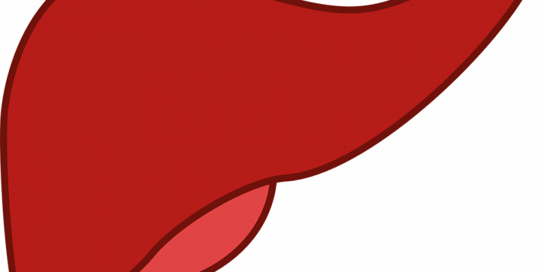 Liver